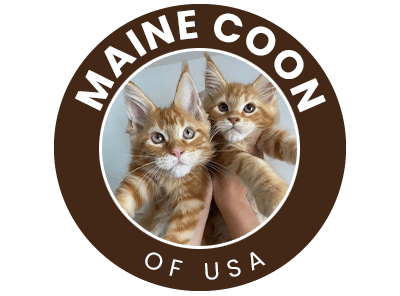 Maine Coon of USA